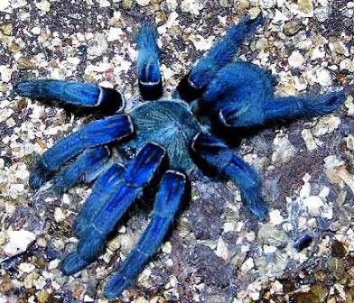 Tarantula Azul Cobalto       $2170